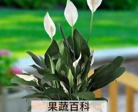 白掌叶子发黄怎么办 白掌的养殖方法