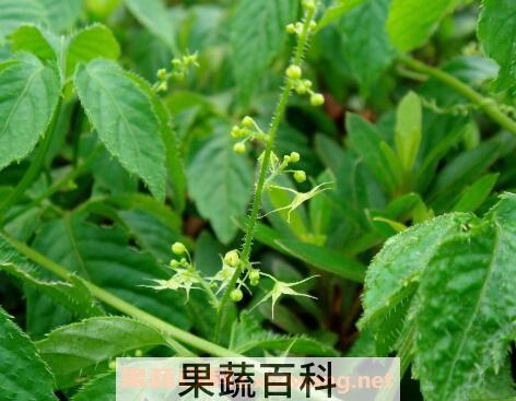 胶原蛋白是什么 胶原蛋白的功效与作用