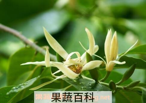 白兰花怎么养 白兰花的养殖方法
