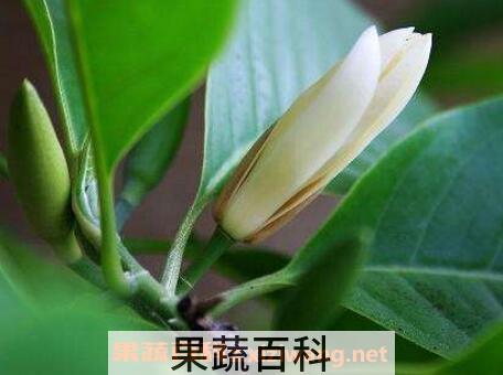 白兰花怎么养 白兰花的养殖方法