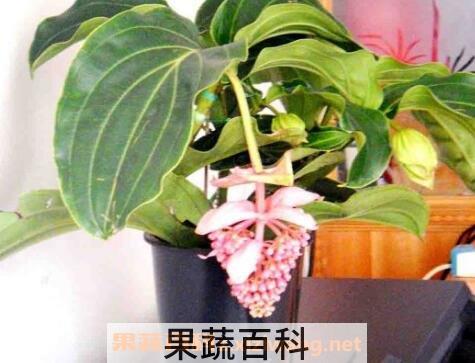 宝莲灯花的养殖方法