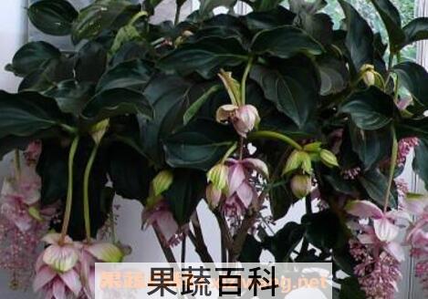 宝莲灯花的养殖方法