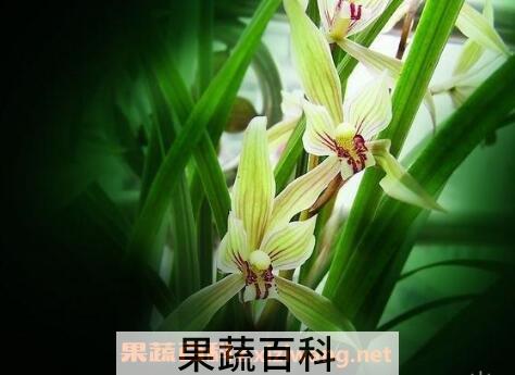 兰草花的养殖方法