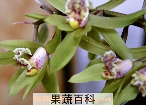 兰草花的养殖方法