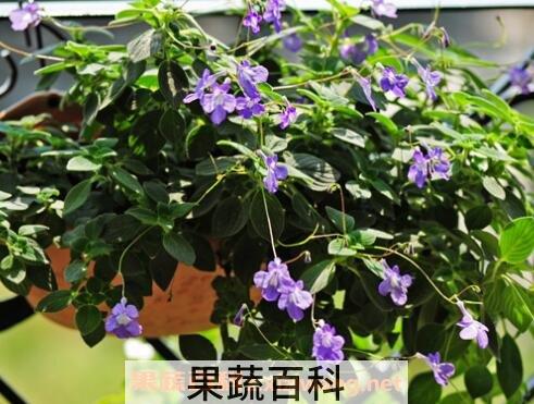 海豚花的养殖方法和注意事项