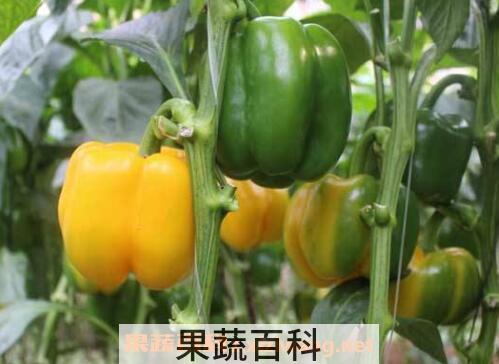 怎样鉴别转基因食品 转基因食品的检测方法