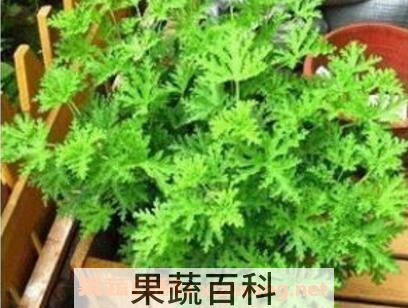 盆栽薄荷花的养殖方法和注意事项