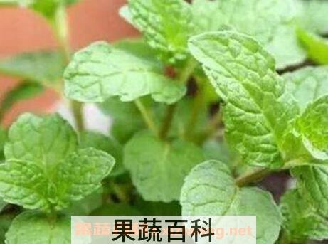 盆栽薄荷花的养殖方法和注意事项