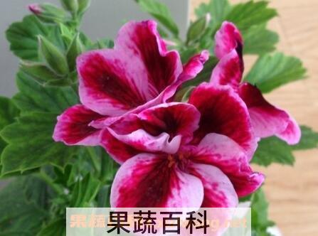 蝴蝶梅花的养殖方法和注意事项