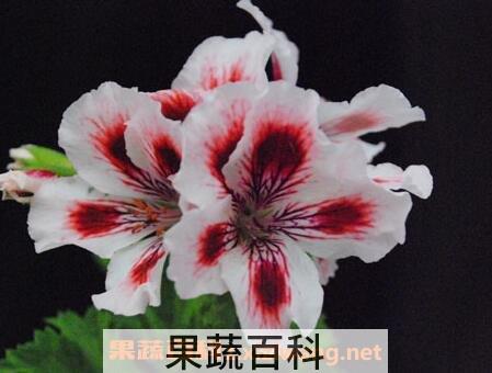 蝴蝶梅花的养殖方法和注意事项