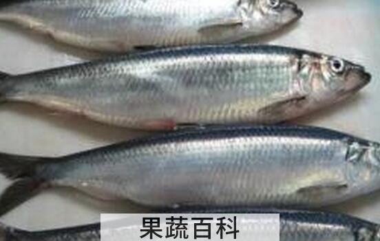 果蔬百科白鲑的营养价值与功效