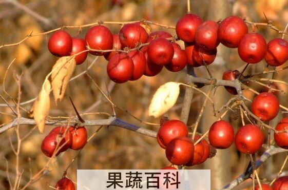 酸枣怎么吃 酸枣的食用方法