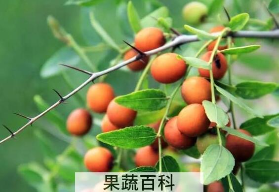 酸枣怎么吃 酸枣的食用方法