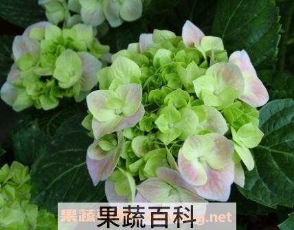 八角绣球花的养殖方法