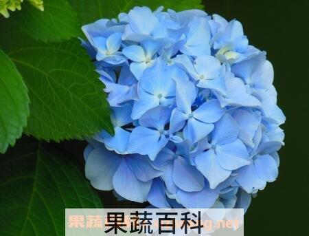 八角绣球花的养殖方法