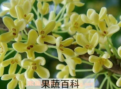八角桂花的养殖方法