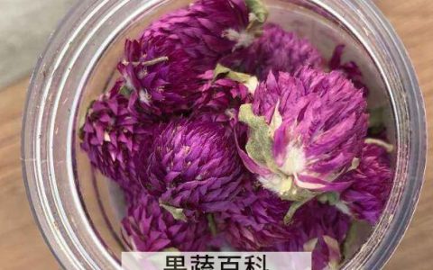 千日红怎么泡茶 千日红花茶的冲泡方法
