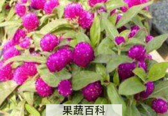 千日红怎么泡茶 千日红千日红花茶的冲泡方法