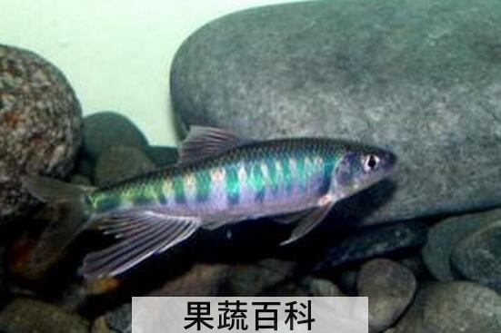 果蔬百科白糯鱼的营养价值与功效