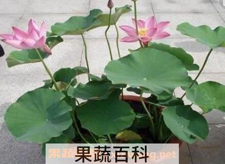 盆栽七色荷花的养殖方法
