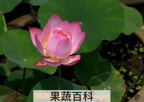 盆栽七色荷花的养殖方法
