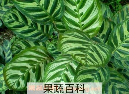 孔雀尾花养殖方法