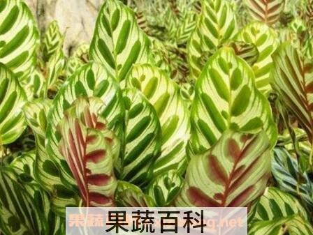 孔雀尾花养殖方法