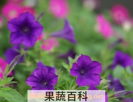 矮牵牛花的养殖方法和注意事项
