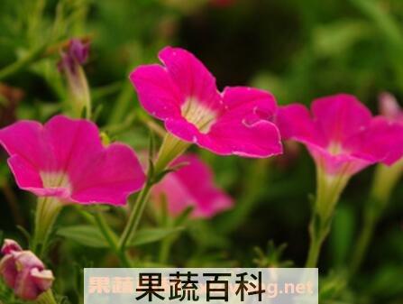 矮牵牛花的养殖方法和注意事项