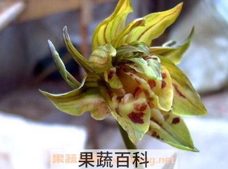 国香牡丹兰花的养殖方法