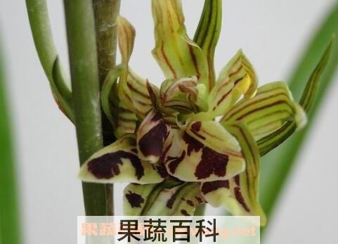 国香牡丹兰花的养殖方法