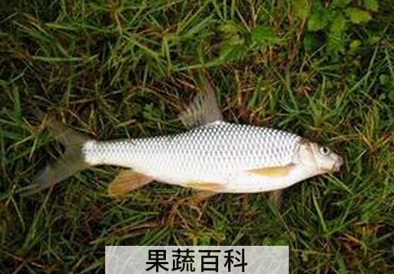果蔬百科白甲鱼的功效与作用