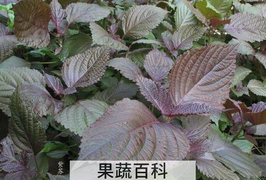 紫苏的副作用与禁忌 紫苏哪两类人不能吃