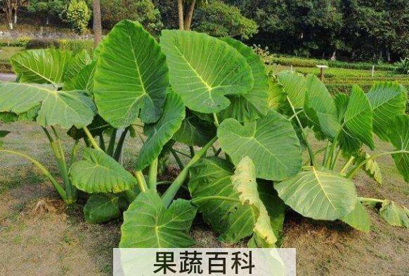 芋头叶和茎的功效与作用