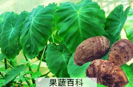 芋头叶和茎的功效与作用