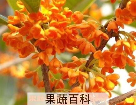 金桂花的养殖方法和注意事项