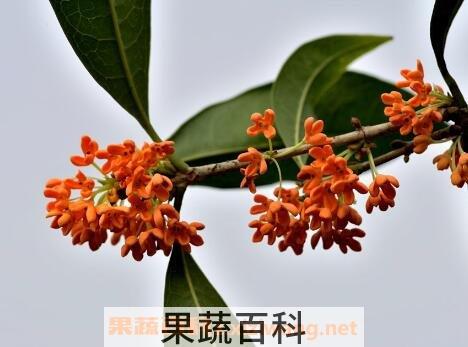 金桂花的养殖方法和注意事项