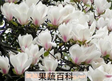 白玉兰的养殖方法和注意事项