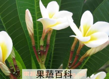 白玉兰的养殖方法和注意事项