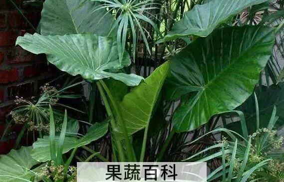 芋头叶的功效与作用 芋头叶有毒吗