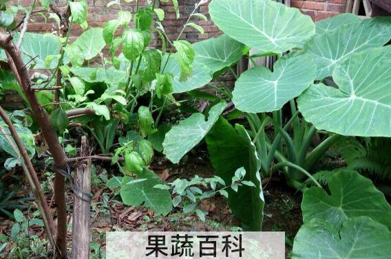 芋头叶的功效与作用 芋头叶有毒吗