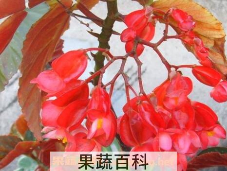 玻璃翠花的养殖方法和注意事项