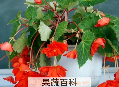 玻璃翠花的养殖方法和注意事项