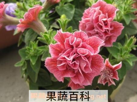 重瓣矮牵牛花的养殖方法