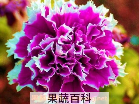 重瓣矮牵牛花的养殖方法