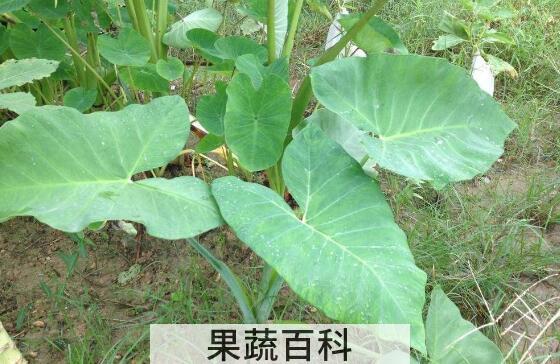 芋头叶怎么做好吃 芋头叶的做法教程