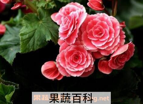 臭海棠花的养殖方法和注意事项