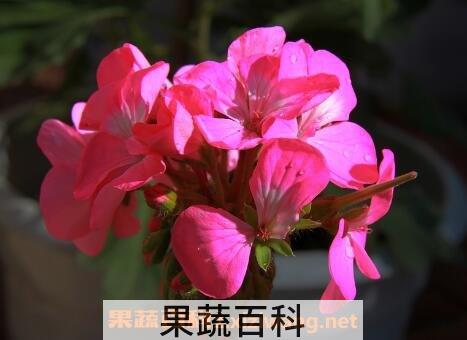 臭海棠花的养殖方法和注意事项