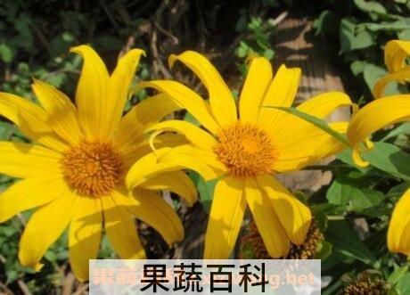 臭菊花的养殖方法和注意事项