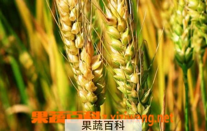 果蔬百科大麦的功效与作用及食用方法